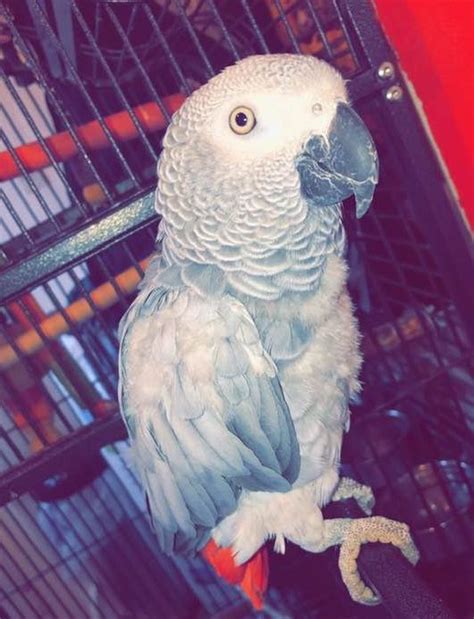 chanel chanellington|Chanel the parrot arrested.